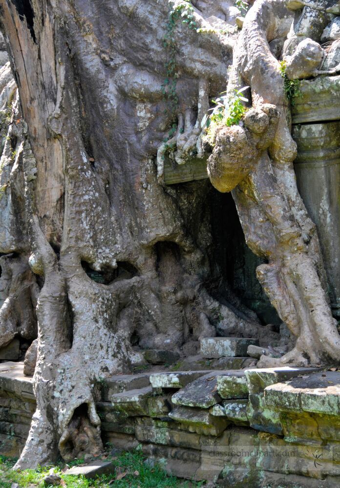 Majestic tree roots intertwine with ancient stones in Siem Reap Cambodia. This captivating sight showcases nature’s power reclaiming history amid the breathtaking Angkor Wat complex.