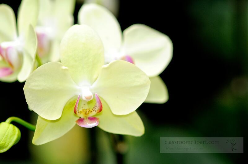 Delicate yellow orchids bloom in the Singapore Botanical Garden, their intricate petals and vibrant colors captivating nature lovers amidst a lush green backdrop.