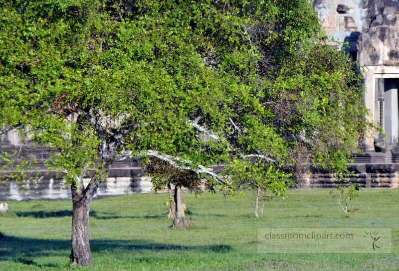 Lush greenery surrounds the ancient structures of Angkor Wat as the sun shines brightly in the clear blue sky creating a tranquil atmosphere perfect for exploration and reflection in Siem Reap.