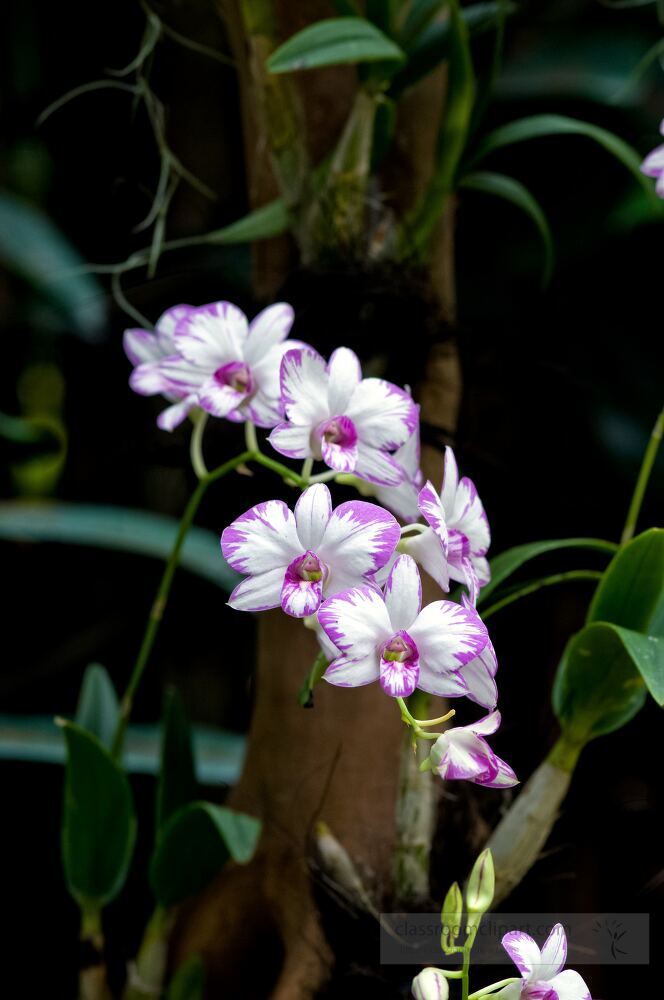 Delicate purple and white orchids flourish among lush foliage in Singapore