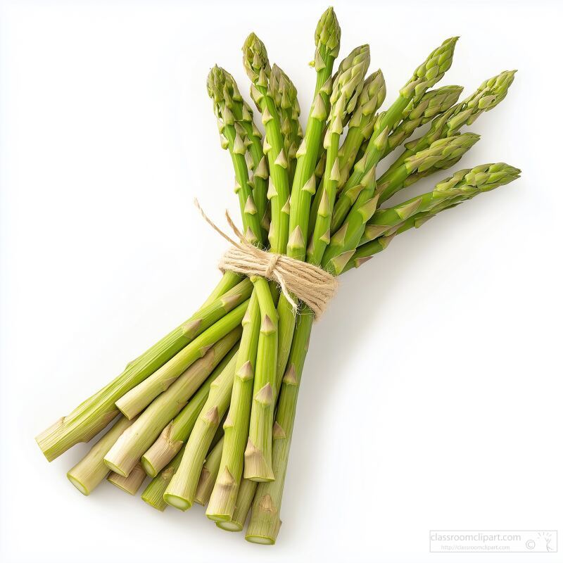 Fresh Asparagus Bundle on a Clean White Background