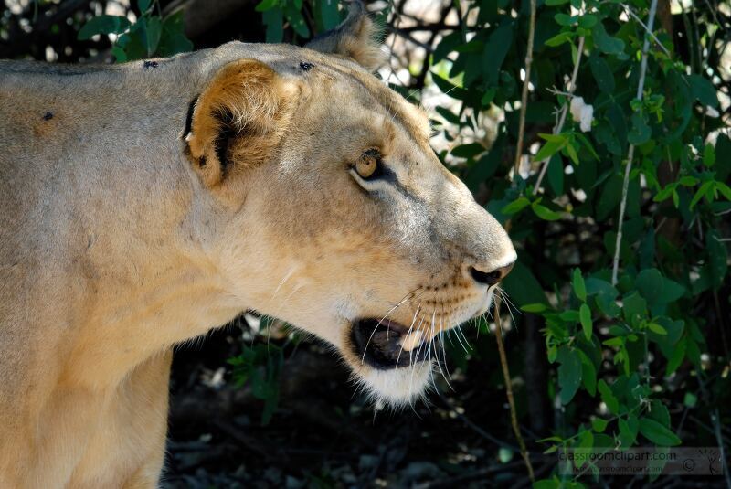 Close-up of a lioness in a natural habitat, surrounded by green foliage. Samburu Nationa Reserve, Kenya