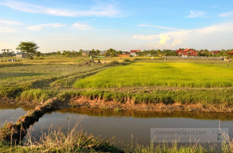 In the tranquil countryside of Siem Reap verdant rice fields stretch under a bright blue sky interspersed with tranquil waters and distant homes capturing the essence of rural Cambodian life.