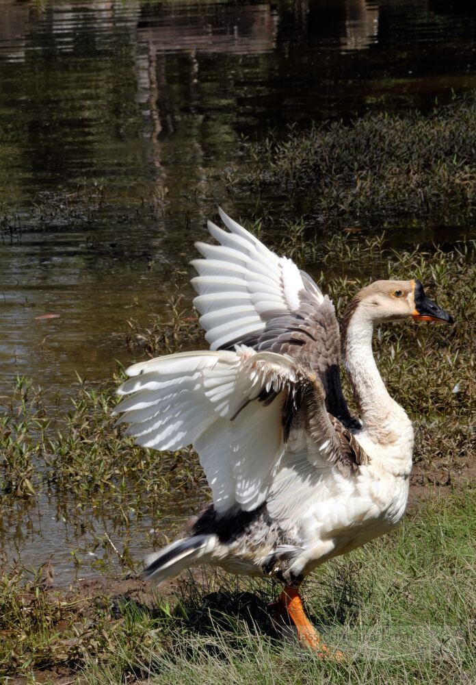 A graceful duck stretches its wings by the serene waters near Siem Reap Cambodia. The vibrant natural surroundings enhance the charm of this moment celebrating natures beauty and tranquility.