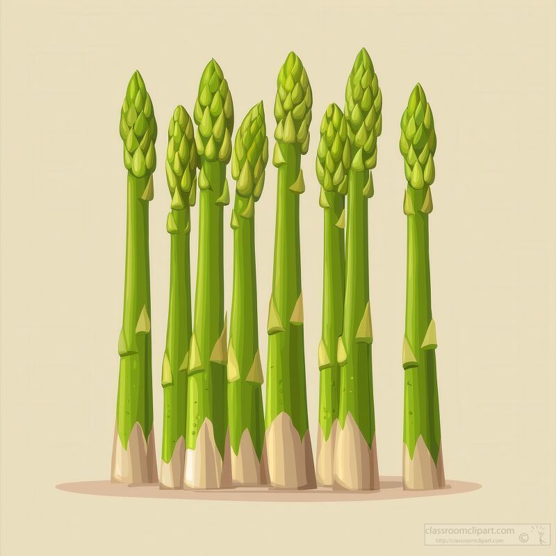 Minimal Design: Fresh Asparagus Stalks