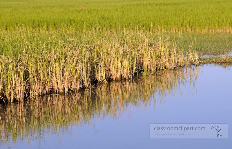 Vibrant green rice fields thrive alongside calm waters capturing stunning reflections under the warm sun. This picturesque landscape is set in Siem Reap close to the ancient temples of Angkor Wat.