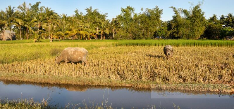 Golden rice fields stretch under a vibrant sunset sky in Siem Reap. Water buffalo graze peacefully while palm trees sway gently in the warm evening breeze reflecting the tranquil beauty of Cambodia.