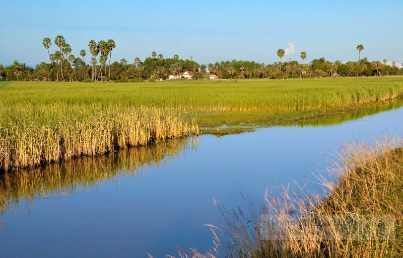 Lush green rice fields stretch across the landscape near Siem Reap reflecting the blue sky and surrounding greenery in calm waters. The scene captures the tranquility of rural life in Cambodia.