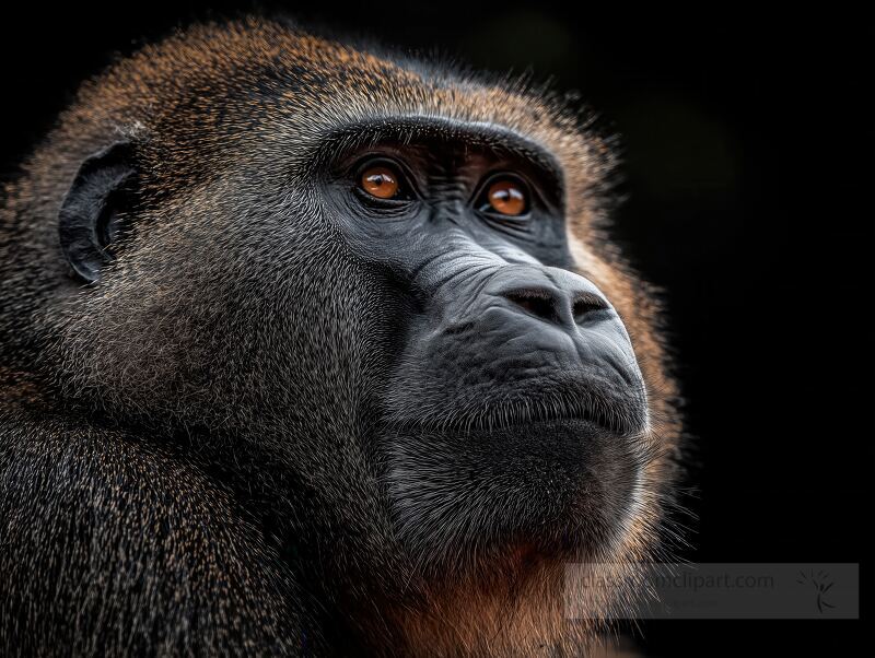 This striking baboon displays a captivating expression, highlighting its intelligent gaze. Set against a dark background, the portrait captures the essence of wildlife beauty at dusk.