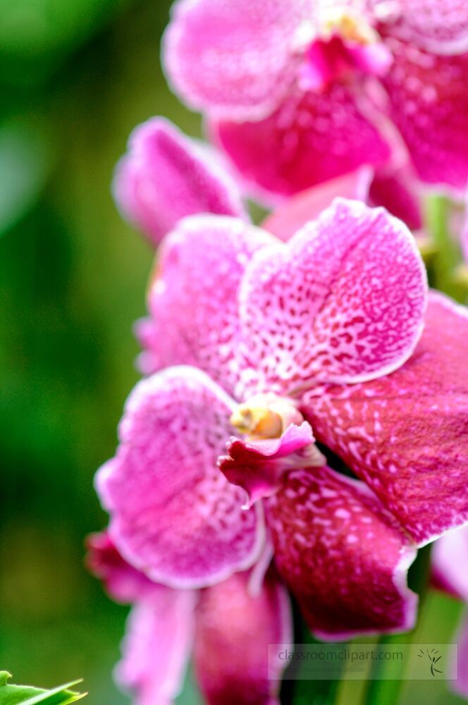 Amidst lush greenery, vibrant pink orchids bloom in full glory at Singapore Botanical Garden. Nature enthusiasts explore this beautiful habitat, soaking in the colorful beauty of these flowers.