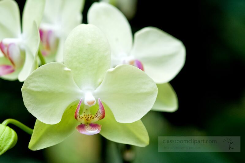 Vibrant blooms of orchids showcase their delicate beauty at Singapore Botanical Garden. Visitors admire the lush greenery and diverse flower species throughout the garden.