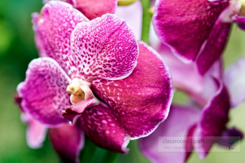 Vibrant purple orchids showcase their intricate beauty at Singapore