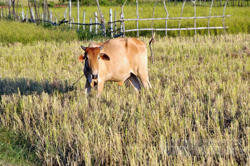 Morning light bathes the lush rice fields of Siem Reap Cambodia. A solitary cow grazes peacefully amidst the tall golden stalks embodying rural serenity and harmony with nature.