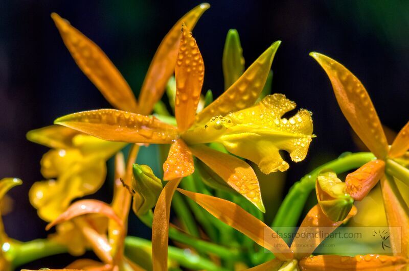 Lush orange and yellow orchids bloom gracefully in Singapore