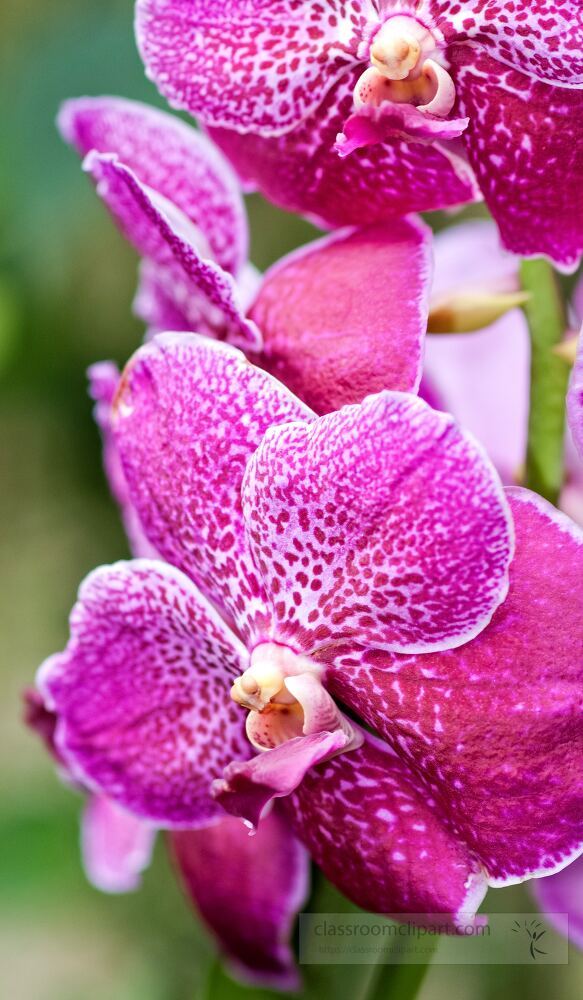 Delicate orchids showcase their vivid hues in Singapore Botanical Garden. Petals glisten under soft sunlight, inviting visitors to admire nature