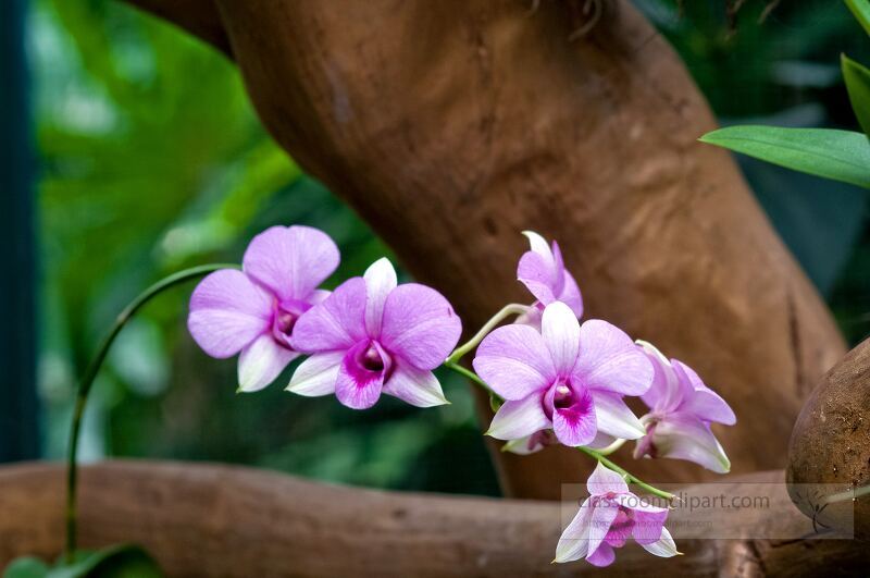 Delicate purple and white orchids gracefully bloom, their enchanting petals contrasting against lush greenery at the Singapore Botanical Garden. This serene moment highlights nature