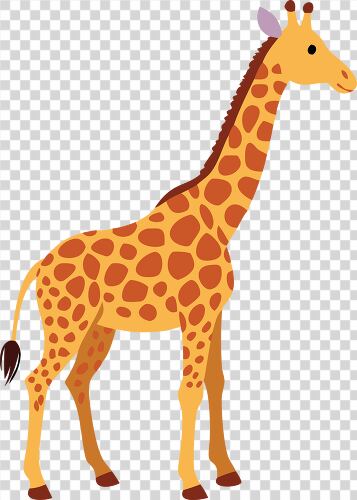 A vibrant giraffe with spots stands tall against white