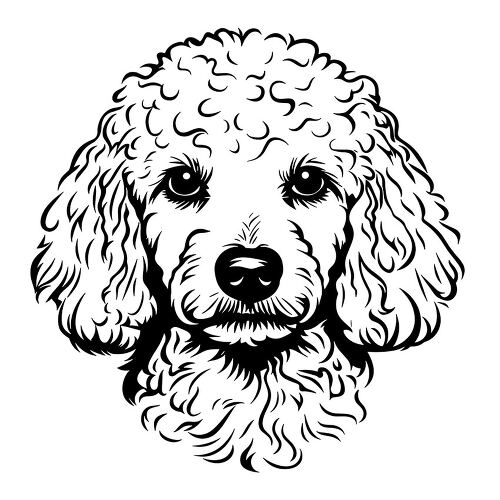 Detailed black outline illustration of a poodle with curly fur