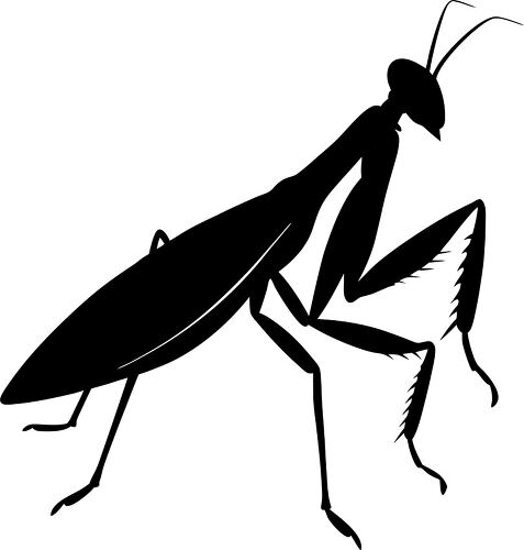 Side view silhouette of a praying mantis showcasing its posture