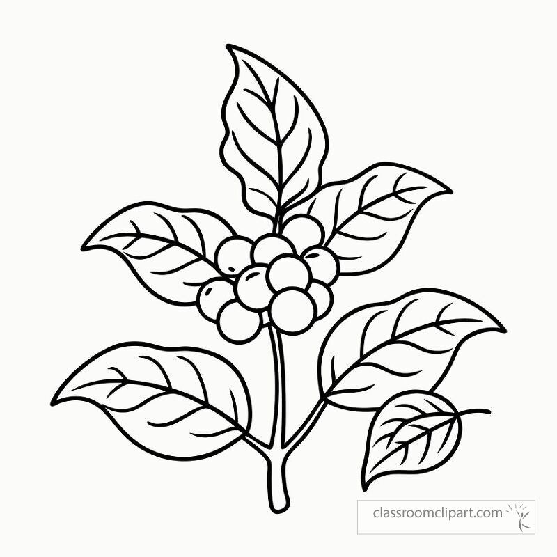 Find a detailed black outline of a coffee plant with vibrant leaves and berries perfect for coloring or design projects. Ideal for craft enthusiasts and botanical art lovers.