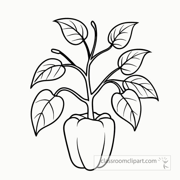 This black outline features a pepper plant with notable leaves and a bell shaped fruit. Perfect for coloring activities or educational purposes suitable for all ages.