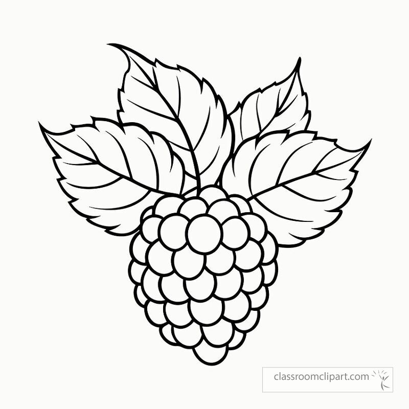 This black outline illustration features a raspberry plant with detailed leaves and berry clusters. It serves as a printable design for coloring or art projects.