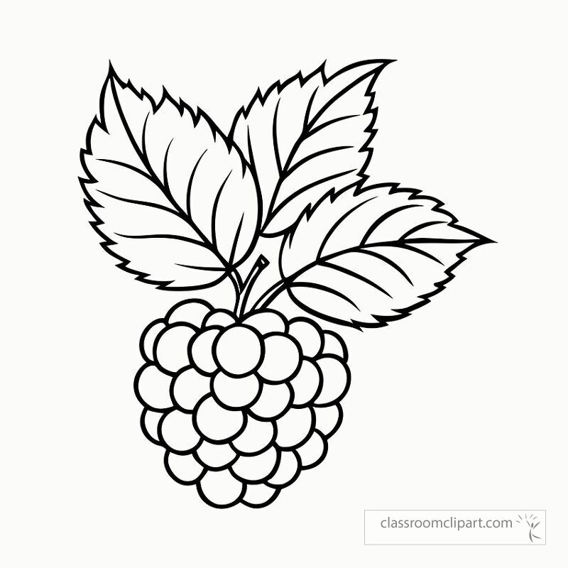 Detailed black outline of a blackberry plant featuring fruit and leaves. Perfect for coloring activities and educational purposes related to botany and gardening.