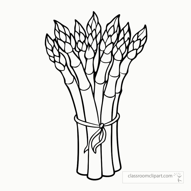 A detailed black outline depiction of a bunch of asparagus featuring bright green tips and a bundle tied with a string perfect for educational and creative coloring activities.