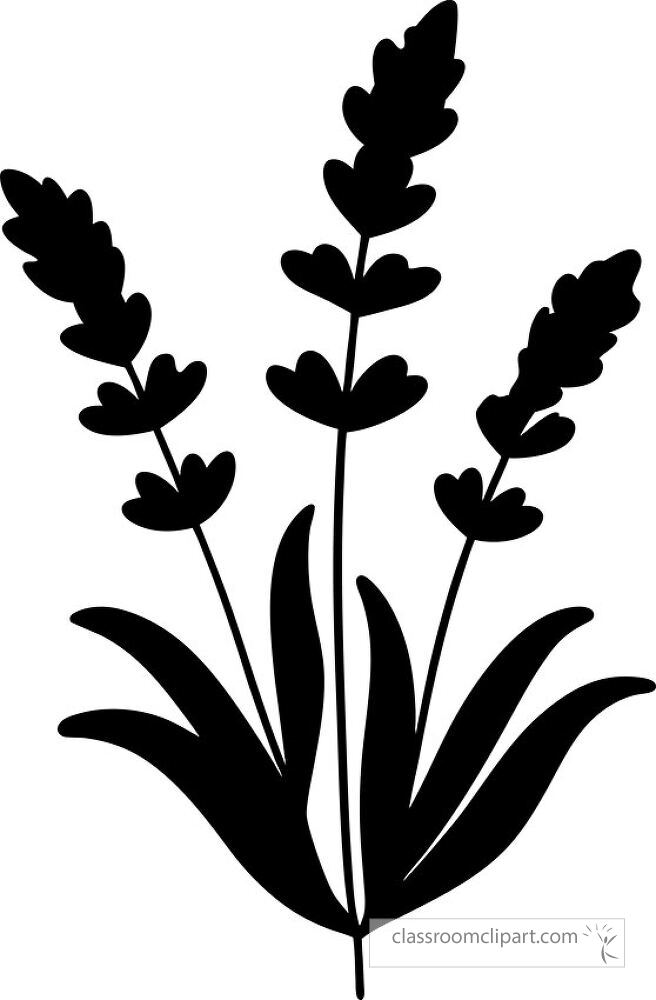 Black silhouette of a Lavender Plant on transparent background