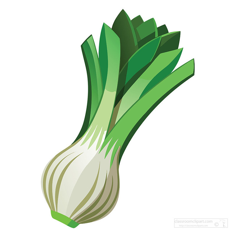 Detailed leek vegetable isolated for food and cooking design