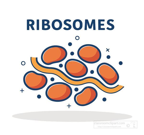Diagram showing ribosomes as part of the cell structure for biology and science education