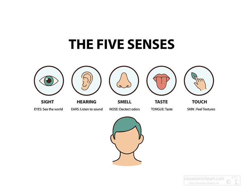 Colorful educational chart explaining the five senses with simple icons and short definitions for children learning