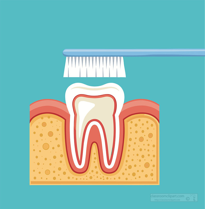 Description
This diagram shows how a toothbrush cleans teeth and gums in a cross section view