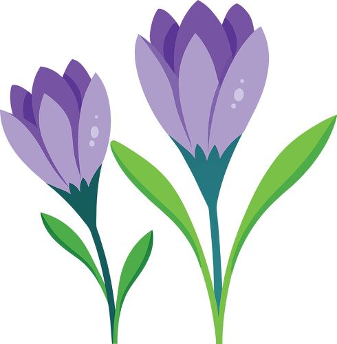 Two wet purple crocus flowers display their beauty against white