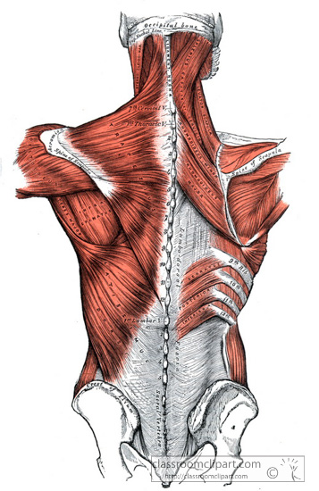 Anatomy Clipart - GALC_0433CD - Classroom Clipart