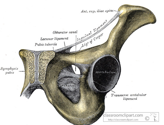 Anatomy Clipart - GALC_0476S - Classroom Clipart