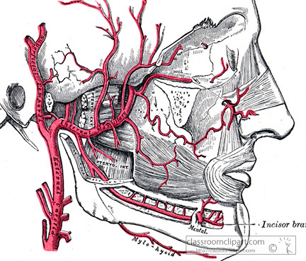 GALC_559S.jpg