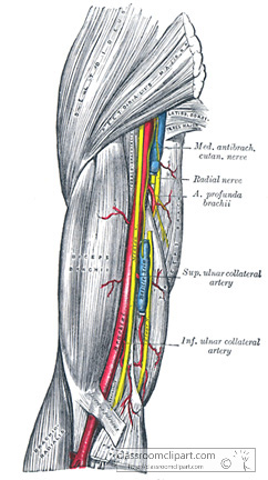 GALC_590S.jpg