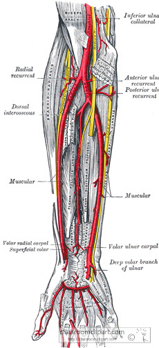 GALC_593bS.jpg