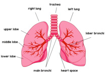 >Search Results for lungs - Clip Art - Pictures - Graphics - Illustrations