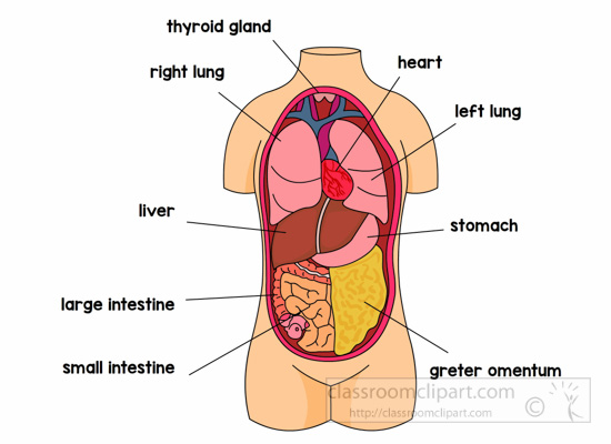 Anatomy Clipart - anatomy-human-body-organ-location-labeled-clipart -  Classroom Clipart