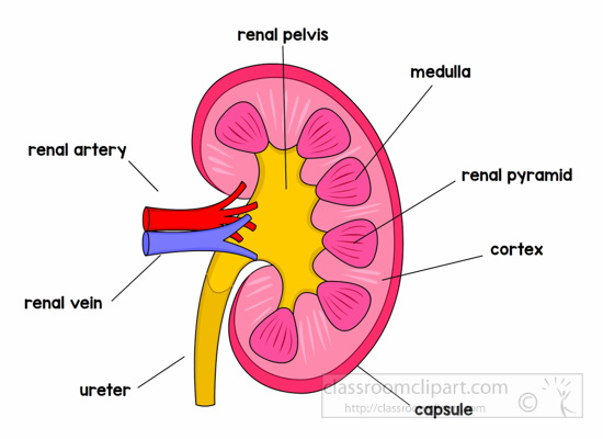 anatomy-kidney-labeled-clipart.jpg