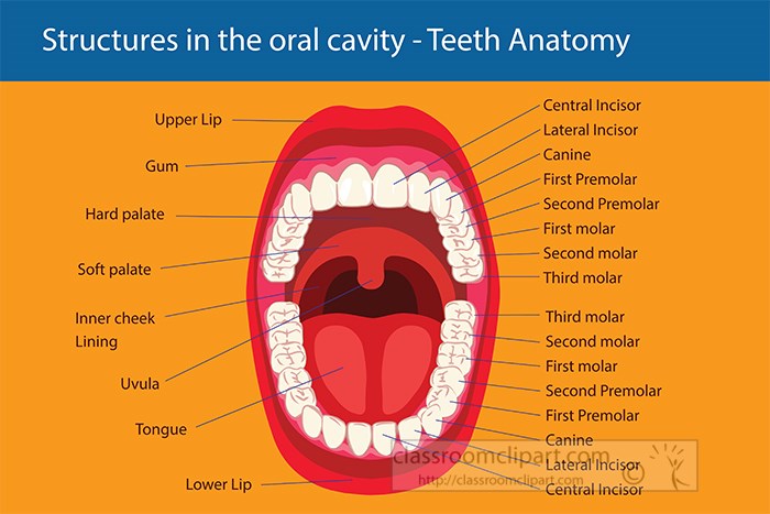 Understanding The Anatomy Of Your Teeth American Dent Vrogue co Understanding The Anatomy Of Your Teeth American Dent Vrogue co