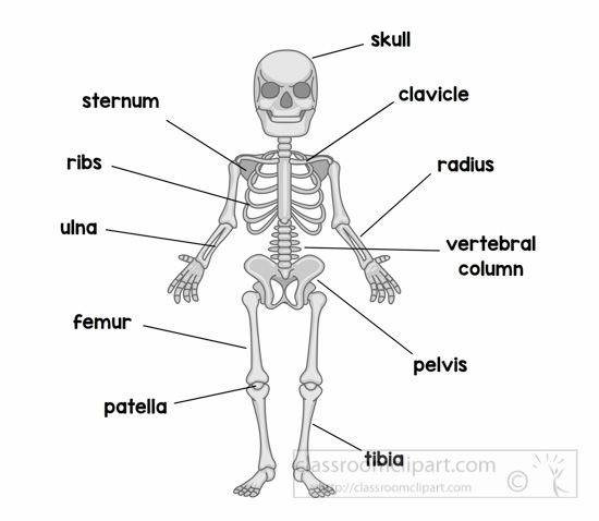 anatomy-the-skeletal-system-cartoon-sketon-labeled-clipart.jpg