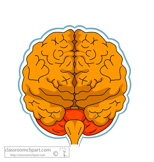 anatomy_brain.jpg