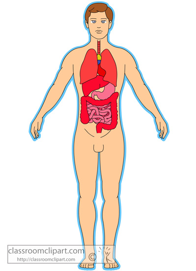 anatomy_human_body_organs.jpg