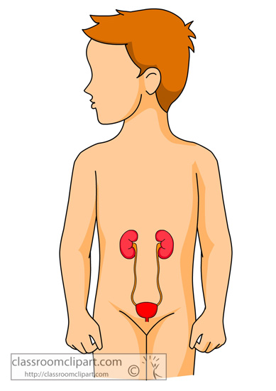 anatomy_kidneys_in_human_body.jpg