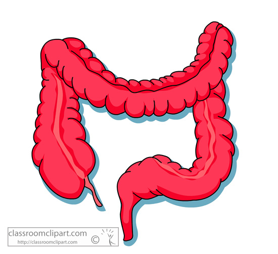 anatomy_large_intestine.jpg