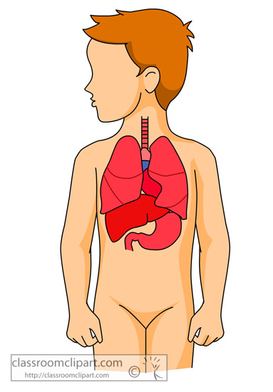 anatomy_lungs_in_human_body.jpg