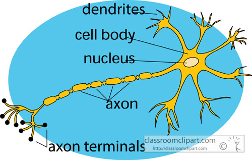 anatomy_of_a_nervce_cell.jpg